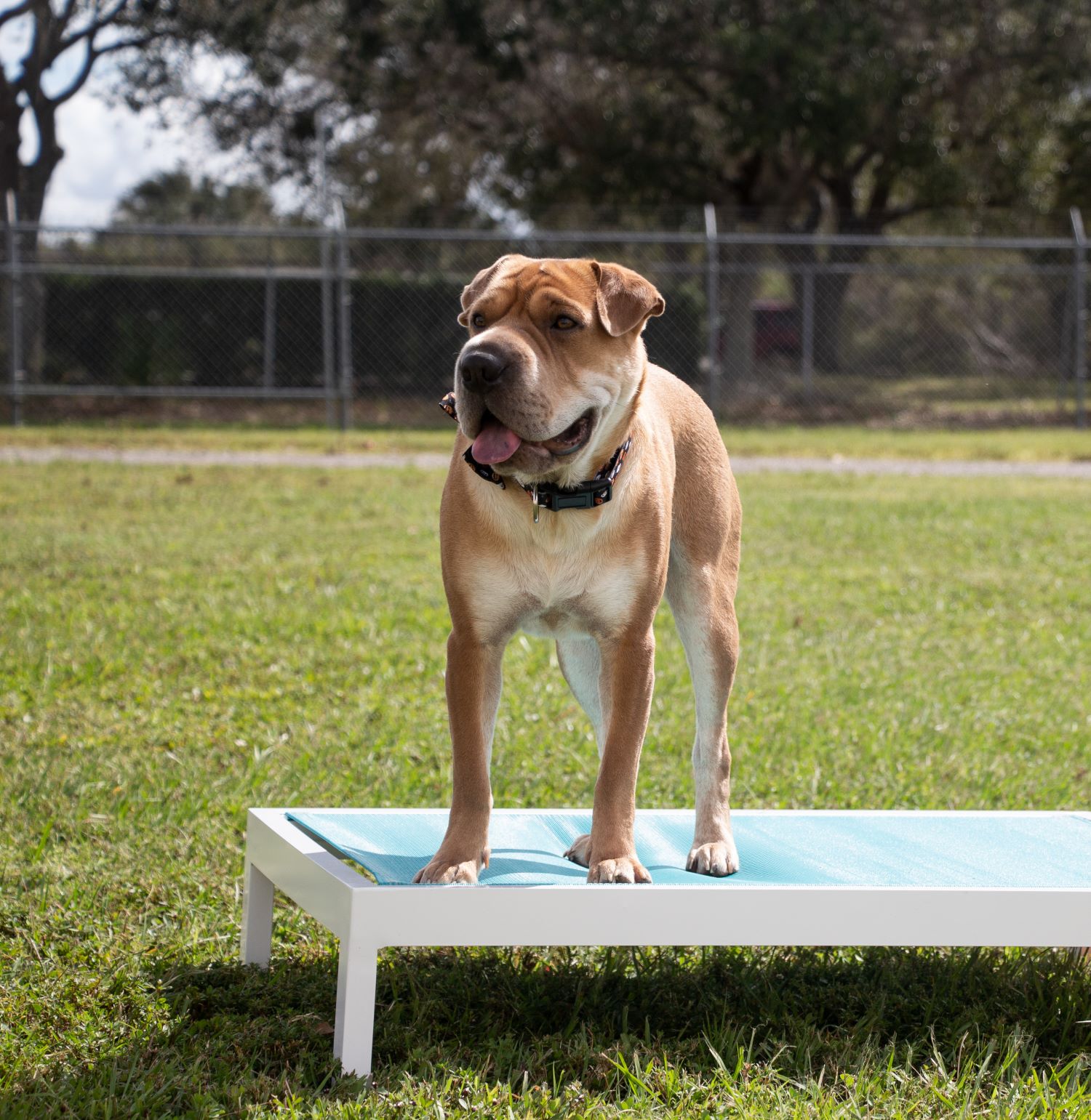 Sling Dog Bed A&K Enterprise of Manatee, Inc.